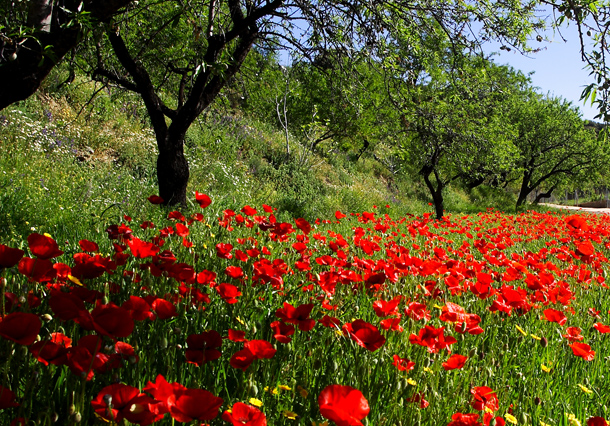 2.000 especies catalogadas de la flora nevadense